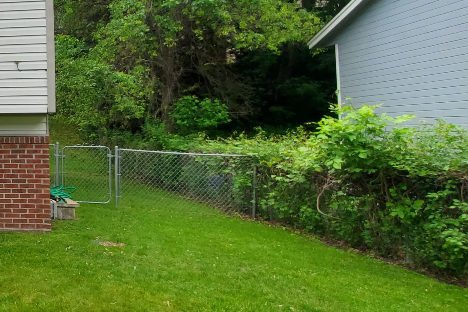 Fence with Invasive Vines