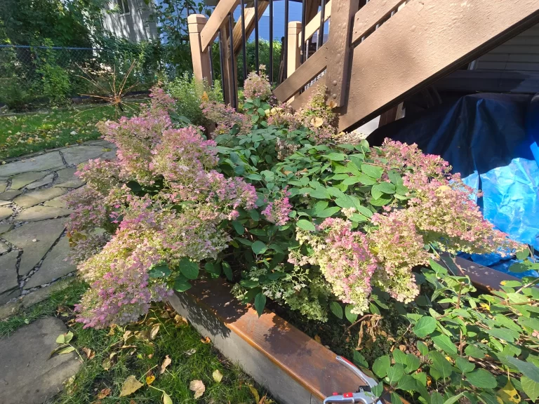 Floppy Hydrangea