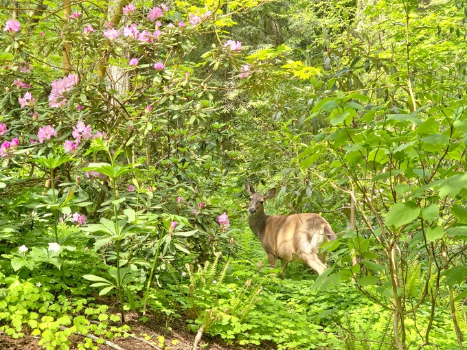 a deer in a forest