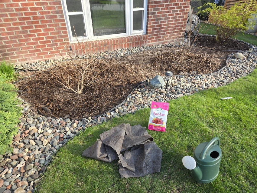 front yard rock garden with newly emerging leaves on panicle hydrangeas with a bag of fertilizer and watering can sitting in the grass nearby