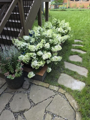 view of a beautiful raised garden bed, filled with happy hydrangeas full of big white blooms near a flagstone patio with attached flagstone path in front of the bed.