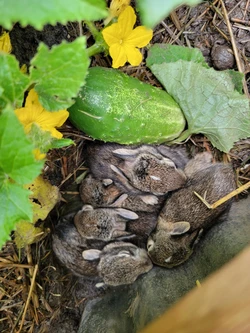 close up view of 5 baby bunnies cuddled up next to a cucumber