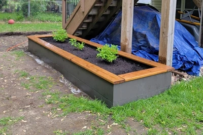 view of a nicely built concrete raised bed with stained wood framing the top of the bed, with green bushy plants in the beds soil.