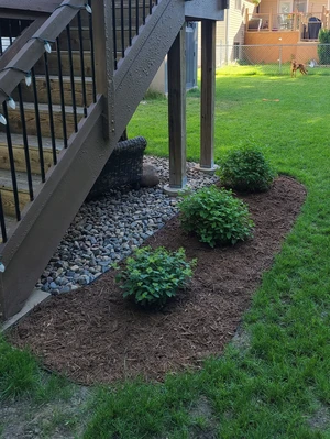 view of 3 newly planted hydrangeas in a bed of mulch along the side of deck stairs.