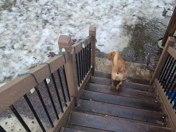 view of the bottom of stairs leading off a deck, displaying heavy flooded waters and snow resulting from poor drainage.