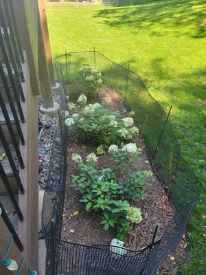 view of three blooming hydrangeas surrounded by garden netting for protection.