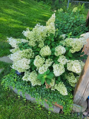 view of a hydrangea fully covered in white flowers in a raised garden bed with Creeping Jenny ground cover inside the bed cascading out the sides of the bed.