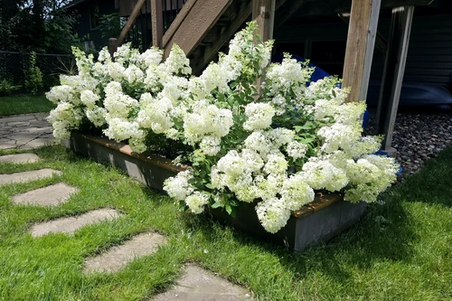 view of hydrangeas in a raised garden bed on a sunny day, displaying a plethora of large white flowers.