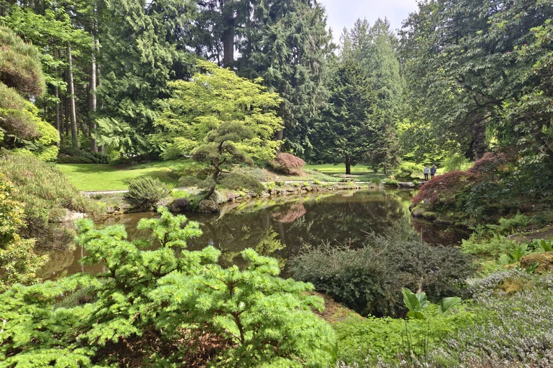 a pond surrounded by trees in a Japanese garden