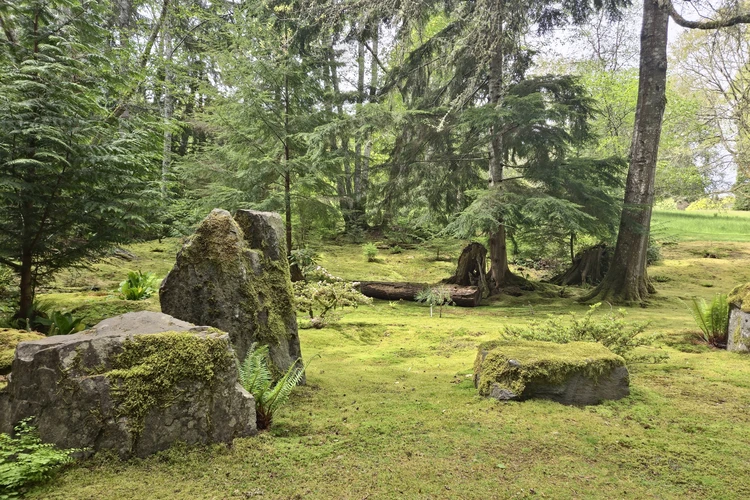 a forest with trees and rocks covered in moss