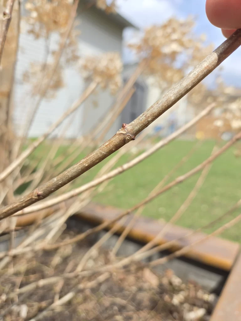 Close up view of new spring buds forming on a stem from a panicle hydrangea