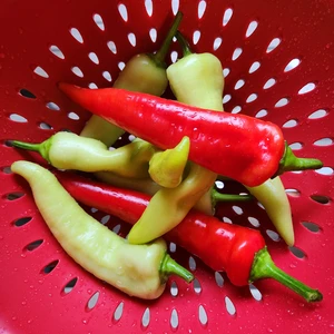 brightly colored red and yellow banana peppers in a red strainer