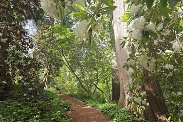 Rhododendrons along a walking path with a deer at the end eating the foliage