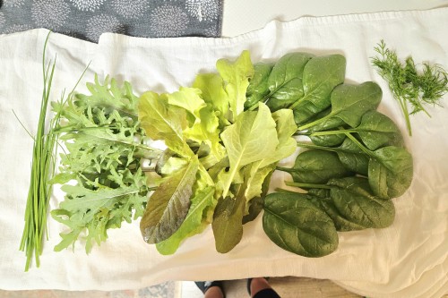 an assortment of salad greens and herbs that were recently harvested from the garden and washed to be laid out to dry before using.