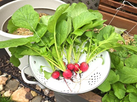 recently pulled radishes from the garden, placed in a white strainer near the garden bed