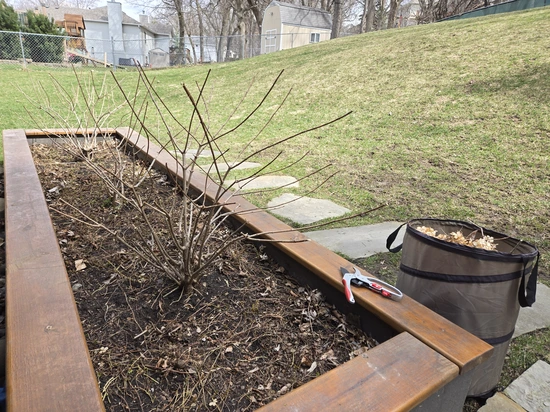 view of a backyard with hydrangeas growing in a raised bed, with garden pruning tools and basket near by for Spring maintenance