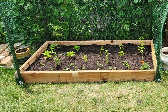 view of a slightly raised garden bed made out of 2x4's with small pepper plants inside.