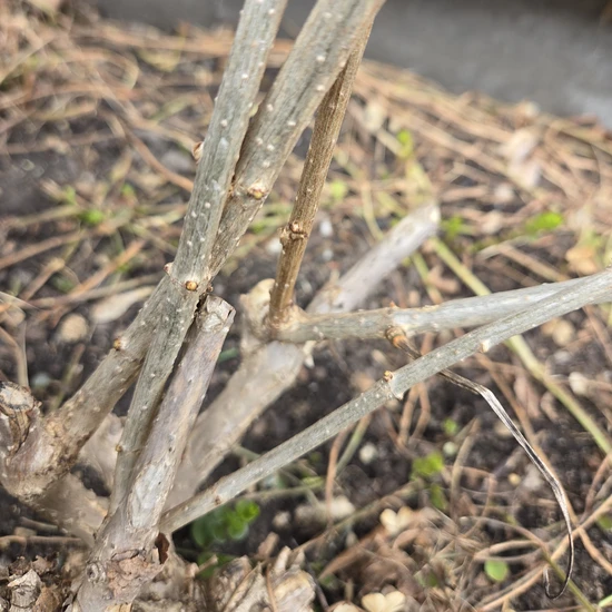 Unruly hydrangea stems beginning to grow against each other.