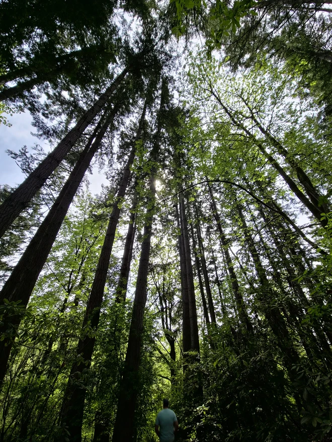 looking up a tall trees in a forest