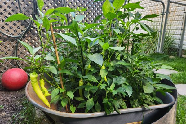 View of broken wheelbarrow densely filled with pepper plants that appear to be thriving.