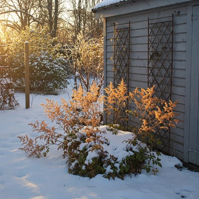 tall astilbe bunch against a shed, lit up from the morning sun, covered in snow