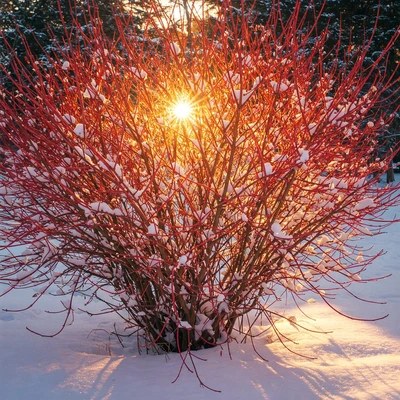 sunray shining through the red colored branches of a dogwood shrub, covered lightly with snow during the winter