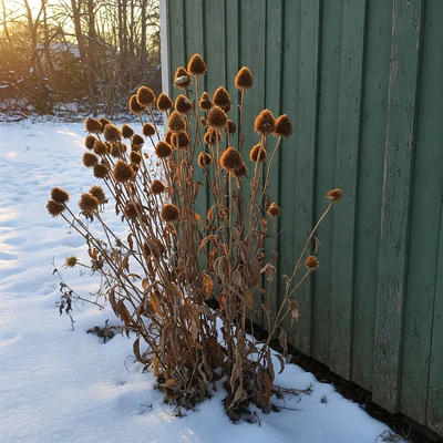 spent echinacea flowers dried up, but standing tall next to a green garden shed in the winter with snow covering the ground